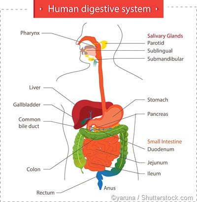 Digestive system diagram